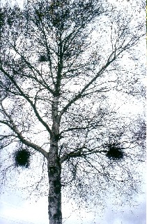 01 BIRKE   mit HEXENBESEN