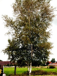 01 BIRKE   MOORBIRKE