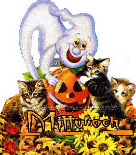 MITTWOCH   CATS  COLLAGE