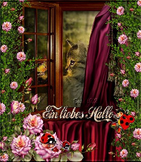 AM  FENSTER  CAT   FRUEHLING