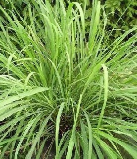 CITRONELLA   ZIRONENGRAS