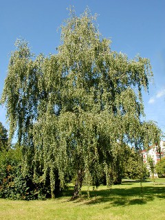 01 BIRKE   SANDBIRKE