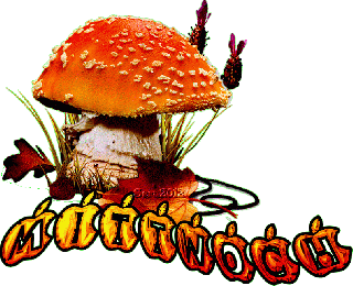 MITTWOCH  FLIEGENPILZ