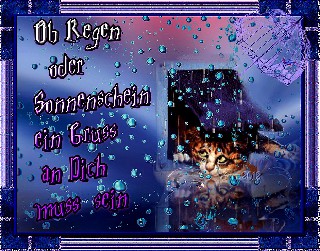CAT  OB REGEN ODER SONNENSCHEIN