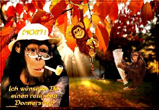 DONNERSTAG  COLLAGE  AFFEN