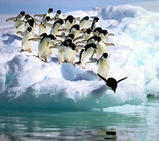 01  PINGUINE