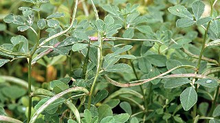 bockshornklee waechst auf lehmigen boeden
