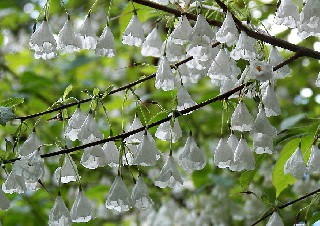 1 Schneeglöckchenbaum