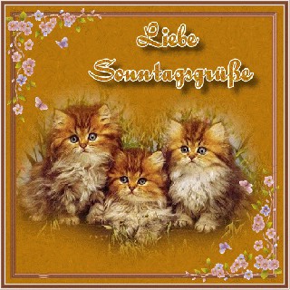 SONNTAG  CATS  BRAUN