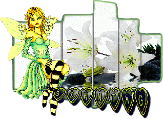 SONNTAG   ORCHIDEE WEISS  ELFE