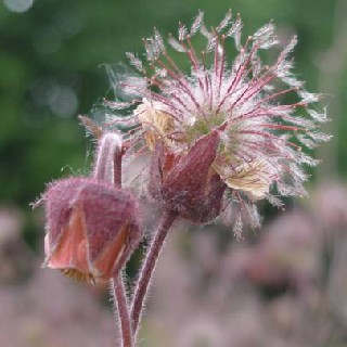 1   BACHNELKENWURZ 1