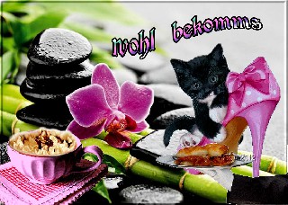 COLLAGE  CAT  ORCHIDEE