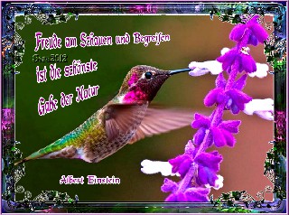 ALBERT  EINSTEIN    FREUDE  AM  SCHAUEN