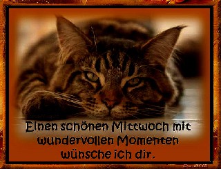 MITTWOCH  CAT