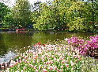 1 blumenwiese1