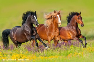 anweiden pferd hufrehe durchfall