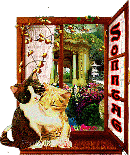 SONNTAG   CATS COLLAGE AM FENSTER