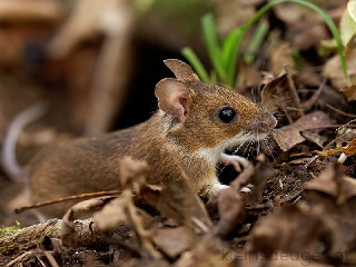 waldmaus apodemus sylvaticus 2