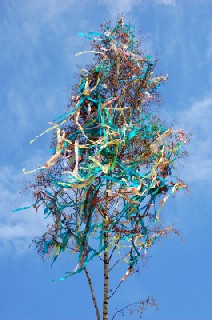 01 BIRKE   MAIBAUM 1