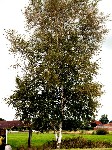 01 BIRKE   MOORBIRKE
