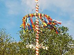 MAIBAUM
