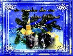 1  Fionn und Godwynn   ADVENTSZEIT