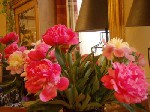pfingstrosen1