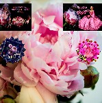 PFINGSTEN  HINTERGRUND