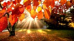 sunlit autumn leaves 4187