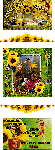 SONNTAG  COLLAGE  SONNENBLUMEN und BILDtexte