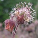 1   BACHNELKENWURZ 1