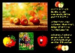 APFEL COLLAGE